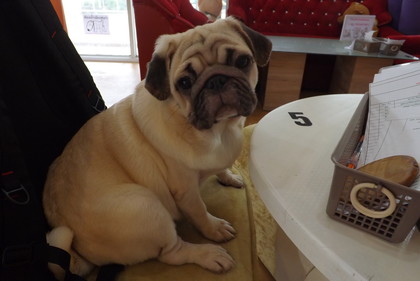 一番やんちゃなバグ